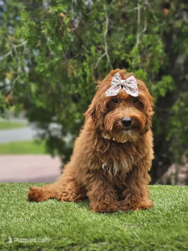 Lady Cinnabun – Goldendoodle puppy for sale in Kissimmee, FL