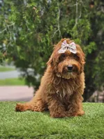 Lady Cinnabun, a female Goldendoodle for sale in Kissimmee, FL – 1 of 3