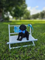Ónix - Toy DoubleDoodle , a male Bernedoodle and Miniature Goldendoodle for sale in Kissimmee, FL – 5 of 9