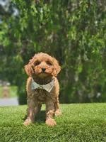 Mini  - Jelly Beans - Male, a male Poodle - Toy  and Miniature Goldendoodle for sale in Kissimmee, FL – 5 of 7
