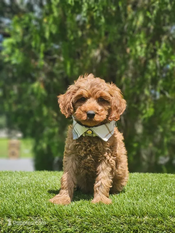 Mini  - Jelly Beans - Male – Poodle - Toy , Miniature Goldendoodle puppy for sale in Kissimmee, FL