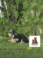 Tootsie , a female Maltese and Yorkshire Terrier for sale in Kissimmee, FL – 2 of 4