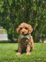 Mini  - Jelly Beans - Male, a male Poodle - Toy  and Miniature Goldendoodle for sale in Kissimmee, FL – 7 of 7