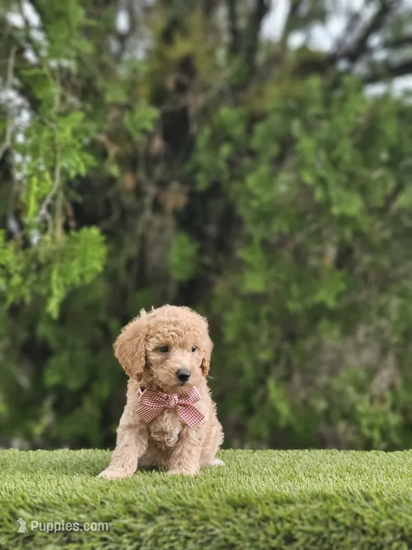Toy - Biscuit Belle - Female – Golden Retriever, Poodle - Miniature  puppy for sale in Kissimmee, FL