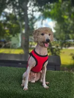 Mini Sir Toffee , a male Poodle - Toy  and Miniature Goldendoodle for sale in Kissimmee, FL – 4 of 5