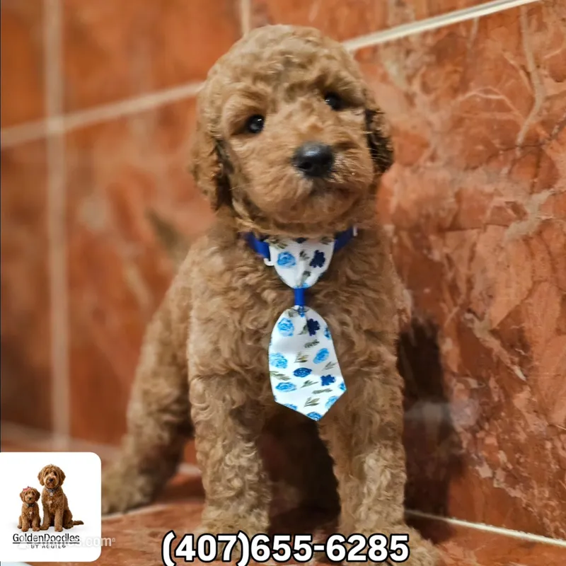 Bentley - Standard Goldendoodle – Goldendoodle, Poodle - Multi-Colored Standard puppy for sale in Kissimmee, FL