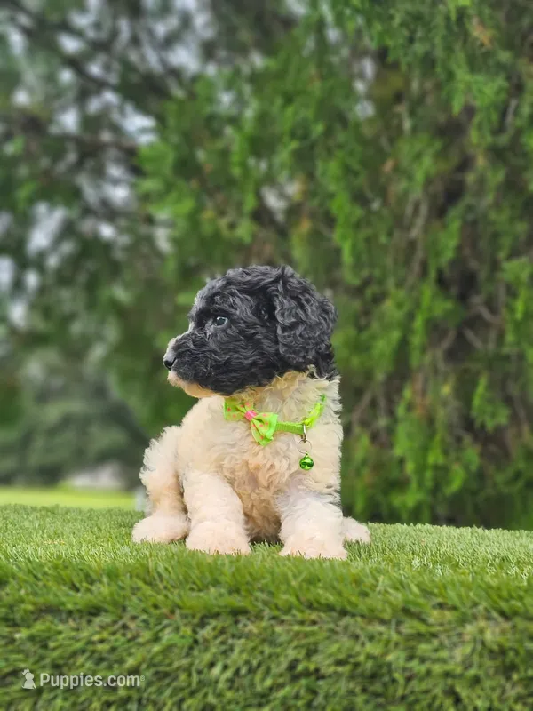 Medium  Sir Cookies  – Goldendoodle, Poodle - Standard  puppy for sale in Kissimmee, FL