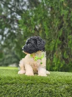 Medium  Sir Cookies , a male Goldendoodle and Poodle - Standard  for sale in Kissimmee, FL – 1 of 6