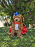 Cherry Couture, a female Goldendoodle for sale in Kissimmee, FL – 4 of 4