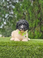 Medium  Sir Cookies , a male Goldendoodle and Poodle - Standard  for sale in Kissimmee, FL – 6 of 6