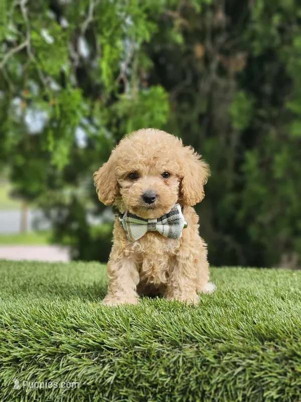 Toy - Mister Muffin - Male – Golden Retriever, Poodle - Toy  puppy for sale in Kissimmee, FL