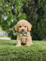 Toy - Mister Muffin - Male, a male Golden Retriever and Poodle - Toy  for sale in Kissimmee, FL – 1 of 5
