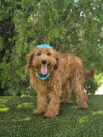 Peaches - Miniature , a female Miniature Goldendoodle for sale in Kissimmee, FL – 6 of 6