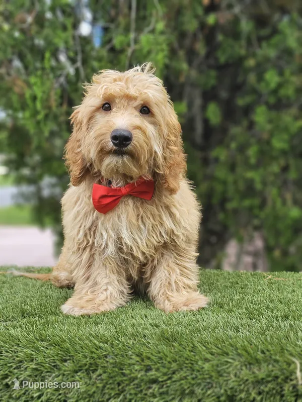 Toy Baron Biscuits  – Poodle - Toy , English Goldendoodle puppy for sale in Kissimmee, FL