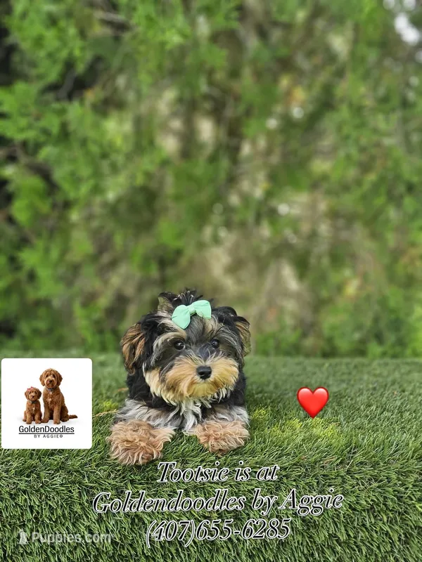 Tootsie  – Maltese, Yorkshire Terrier puppy for sale in Kissimmee, FL