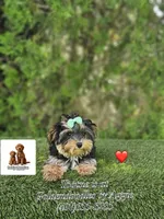 Tootsie , a female Maltese and Yorkshire Terrier for sale in Kissimmee, FL – 1 of 4