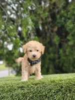 Toy - Sir Waffles - Male, a male Golden Retriever and Poodle - Miniature  for sale in Kissimmee, FL – 3 of 4