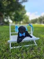 Ónix - Toy DoubleDoodle , a male Bernedoodle and Miniature Goldendoodle for sale in Kissimmee, FL – 6 of 9