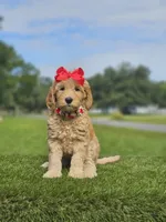 Standard - Strawberry Shortcake - Female, a female Golden Retriever and Poodle - Standard  for sale in Kissimmee, FL – 3 of 5