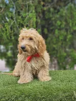Toy Baron Biscuits , a male Poodle - Toy  and English Goldendoodle for sale in Kissimmee, FL – 4 of 4