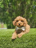 Mini  - Jelly Beans - Male, a male Poodle - Toy  and Miniature Goldendoodle for sale in Kissimmee, FL – 4 of 7