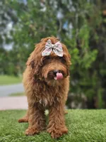 Lady Cinnabun, a female Goldendoodle for sale in Kissimmee, FL – 3 of 3
