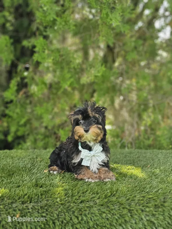 Tiny Boss – Maltese, Yorkshire Terrier puppy for sale in Kissimmee, FL