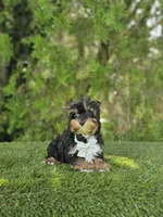 Tiny Boss, a male Maltese and Yorkshire Terrier for sale in Kissimmee, FL – 1 of 1