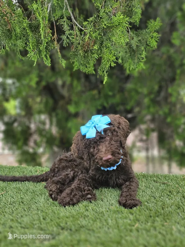 Miss Cocoa Chanel, a female Goldendoodle and Poodle - Multi-Colored Standard for sale in Kissimmee, FL – 1 of 5