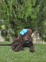 Miss Cocoa Chanel, a female Goldendoodle and Poodle - Multi-Colored Standard for sale in Kissimmee, FL – 1 of 5