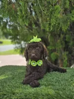 Miss Cocoa Chanel, a female Goldendoodle and Poodle - Multi-Colored Standard for sale in Kissimmee, FL – 2 of 5