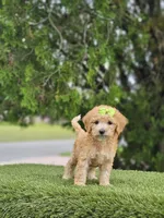 Toy - Lulu Lime - Female, a female Golden Retriever and Poodle - Miniature  for sale in Kissimmee, FL – 2 of 3