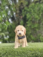 Toy - Sir Waffles - Male, a male Golden Retriever and Poodle - Miniature  for sale in Kissimmee, FL – 2 of 4