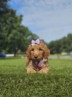 Standard - Fancy Nancy - Female, a female Golden Retriever and Poodle - Standard  for sale in Kissimmee, FL – 4 of 5