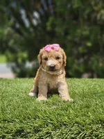 Toy Goldendoodle - Tutu Pop, a female Poodle - Toy  for sale in Kissimmee, FL – 3 of 3