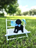 Ónix - Toy DoubleDoodle , a male Bernedoodle and Miniature Goldendoodle for sale in Kissimmee, FL – 2 of 9