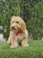 Toy Baron Biscuits , a male Poodle - Toy  and English Goldendoodle for sale in Kissimmee, FL – 2 of 4