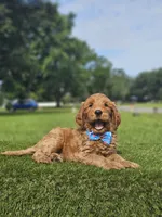 Standard - McFluffy - Male, a male Golden Retriever and Poodle - Standard  for sale in Kissimmee, FL – 2 of 4