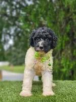 Medium  Sir Cookies , a male Goldendoodle and Poodle - Standard  for sale in Kissimmee, FL – 4 of 6