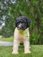 Medium  Sir Cookies , a male Goldendoodle and Poodle - Standard  for sale in Kissimmee, FL – 3 of 6