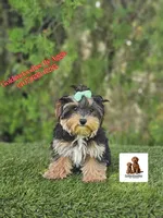 Tootsie , a female Maltese and Yorkshire Terrier for sale in Kissimmee, FL – 3 of 4