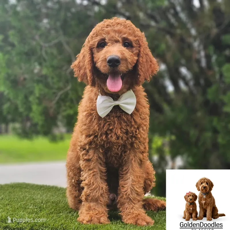 Standard Goldendoodle - Canelo Puff – Goldendoodle, Poodle - Standard  puppy for sale in Kissimmee, FL