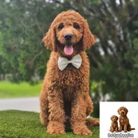 Standard Goldendoodle - Canelo Puff, a male Goldendoodle and Poodle - Standard  for sale in Kissimmee, FL – 1 of 5