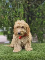 Toy Baron Biscuits , a male Poodle - Toy  and English Goldendoodle for sale in Kissimmee, FL – 3 of 4