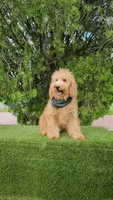 Medium -  Butterbean - Male, a male Miniature Goldendoodle for sale in Kissimmee, FL – 2 of 2
