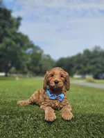 Standard - McFluffy - Male, a male Golden Retriever and Poodle - Standard  for sale in Kissimmee, FL – 4 of 4