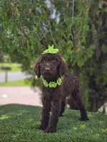 Miss Cocoa Chanel, a female Goldendoodle and Poodle - Multi-Colored Standard for sale in Kissimmee, FL – 5 of 5