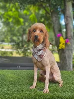 Mini Captain Canoli, a male Poodle - Toy  and Miniature Goldendoodle for sale in Kissimmee, FL – 2 of 4