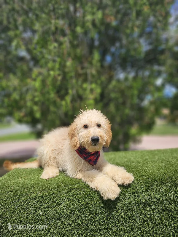 Medium Goldendoodle - Butters - Male – Goldendoodle, Poodle - Miniature  puppy for sale in Kissimmee, FL