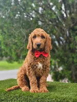 Standard - Cooper - Male, a male Golden Retriever and Poodle - Standard  for sale in Kissimmee, FL – 2 of 5